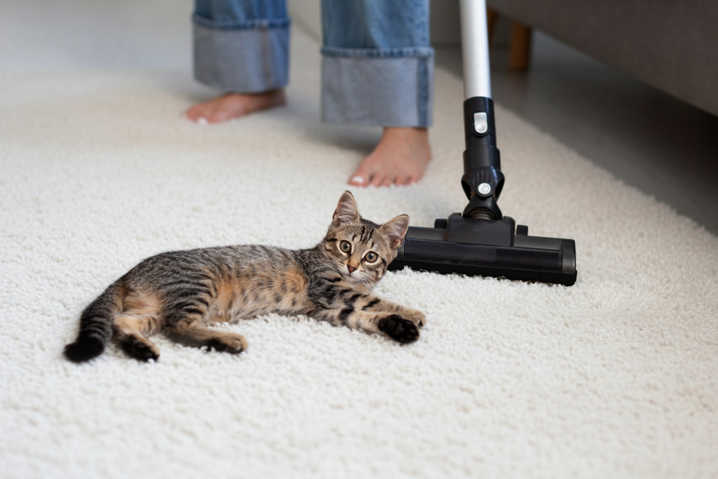 Gato deitado num tapete enquanto uma pessoa aspira, ilustrando a importância de lavar tapetes e carpetes regularmente.